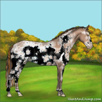 Horse Color:Painted White Spotted Sable Champagne Ice Frame Appaloosa 