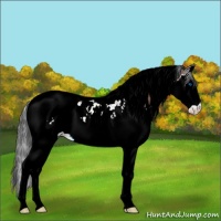 Horse Color:Bay Splash Tobiano 