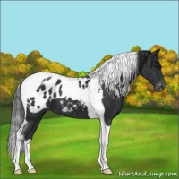 Horse Color:Black Tobiano Appaloosa 