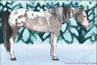 Horse Color:Platinum Brown Splash Tobiano Appaloosa 