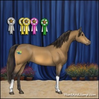 Horse Color:Buckskin 