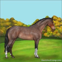 Horse Color:Brown Roan 
