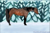 Horse Color:Void Bay Tobiano 