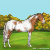Horse Color:Silver Buckskin Sabino Tobiano Frame Rabicano