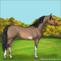Horse Color:Bay Dun Tobiano 