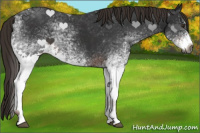 Horse Color:Gray White Spotted Liver Chestnut