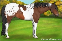 Horse Color:Bay Tobiano Appaloosa