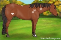 Horse Color:Bay Sabino