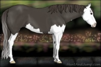 Horse Color:Smoky Black Splash