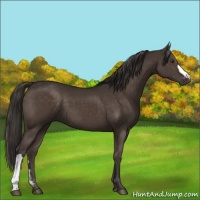 Horse Color:Liver Chestnut 