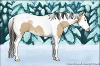 Horse Color:Amber Cream Champagne Splash Tobiano 