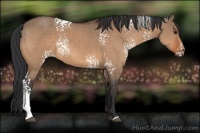 Horse Color:White Spotted Brown Dun