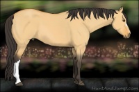 Horse Color:Buckskin Dun 