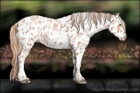 Horse Color:Gold Champagne Appaloosa  and Gold Champagne Appaloosa 