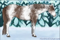Horse Color:White Spotted Liver Chestnut Sabino Rabicano