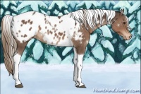 Horse Color:White Spotted Liver Chestnut Tobiano Appaloosa