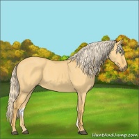 Horse Color:Palomino Dun 