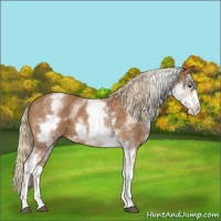 Horse Color:White Spotted Chestnut 