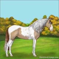 Horse Color:Red Dun Splash Tobiano