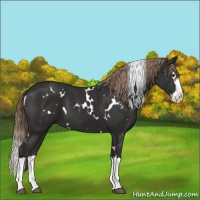 Horse Color:White Spotted Liver Chestnut Splash