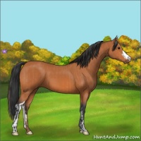 Horse Color:Bay  and Bay 