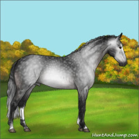 Horse Color:Gray Platinum Brown Sabino