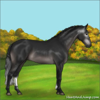 Horse Color:Gray Platinum Brown Sabino 