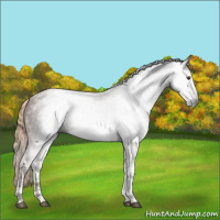 Horse Color:Gray Chestnut Sabino 