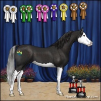 Horse Color:Liver Chestnut Splash