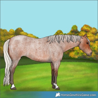 Horse Color:Silver Bay Roan 