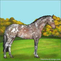 Horse Color:White Spotted Bay Ice Rabicano