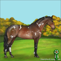Horse Color:White Spotted Bay Rabicano 