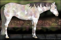 Horse Color:Nacre Bay Ice Roan Splash Rabicano 