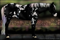 Horse Color:Nacre Bay Ice Sabino Appaloosa 