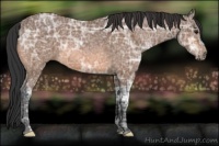 Horse Color:Bay Ice 