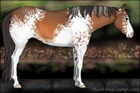 Horse Color:White Spotted Buckskin Roan 