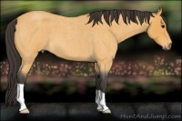 Horse Color:Buckskin Roan 