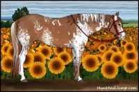 Horse Color:White Spotted Chestnut 