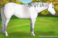 Horse Color:Gray Buckskin Appaloosa 