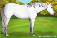 Horse Color:Gray Void Chestnut Splash Tobiano 