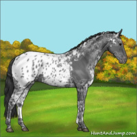 Horse Color:White Spotted Blue Ice Roan Appaloosa 