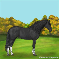 Horse Color:Black  and Black 
