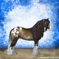 Horse Color:Buckskin Ice Onyx Sabino Splash Blanket Rabicano 