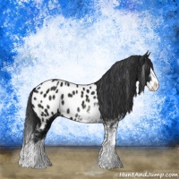 Horse Color:Black Ice Sabino Splash Appaloosa 