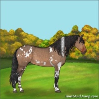 Horse Color:White Spotted Brown Dun 