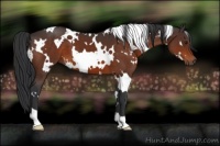 Horse Color:White Spotted Brown 