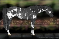 Horse Color:White Spotted Black Rabicano 