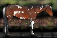 Horse Color:White Spotted Brown Rabicano 