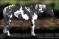 Horse Color:White Spotted Black
