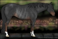 Horse Color:Liver Chestnut Rabicano 